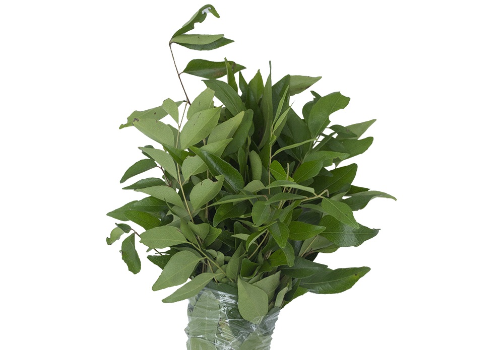 Curry Leaves